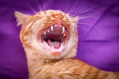 猫 家畜 头 鲭鱼 毛皮 家猫 关闭 打哈欠 假牙 牙齿