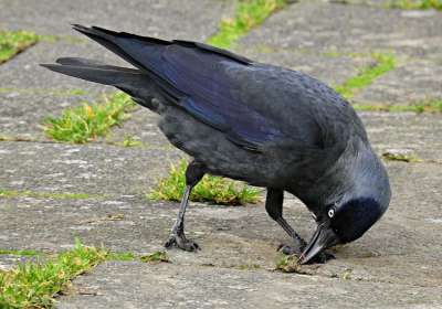 寒鸦 鸟 动物 Corvidae 羽毛 喙 喂食 啄食 街道