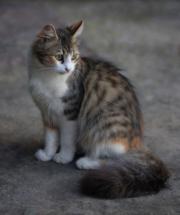 那只猫 猫似的 有色 动物 看 美丽
