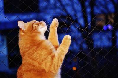 猫 宿醉 红色的 乐趣 可爱的 鲭鱼 老虎 舒适 动物 家猫