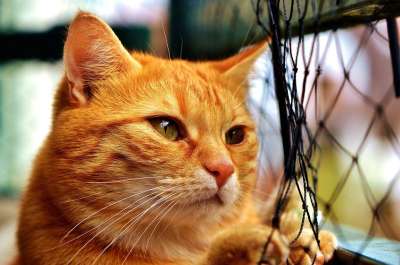猫 鲭鱼 怀旧 卷筒纸 等待 红色的 大花猫 小猫 红猫 虎猫