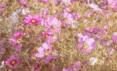 Cosmeas 花朵 宇宙 原野 花草甸 粉红色的花朵 花瓣