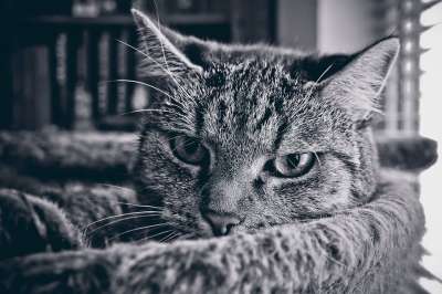 动物 猫 家畜 野生动物 家猫 看法 猫眼 眼睛 肖像 头