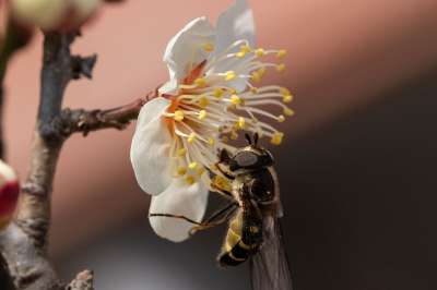 蜜蜂 花 梅花 昆虫 动物 雌蕊 花蜜 春天 春天的花朵 李子