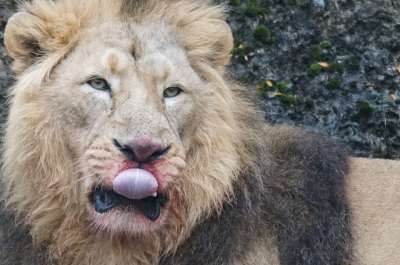 印度狮子 男性 捕食者 大猫