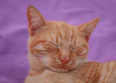 猫 红色的 小猫 鲭鱼 猫脸 猫宝宝 红虎斑 肖像 睡觉 厌倦