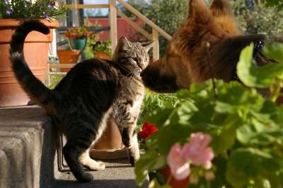 猫 狗 宠物 好奇的 播放 哥们
