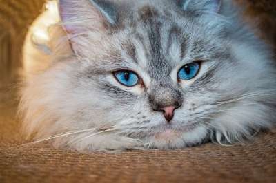 猫 西伯利亚森林猫 蓝眼睛 涅瓦假面舞会 猫 猫 西伯利亚森林猫