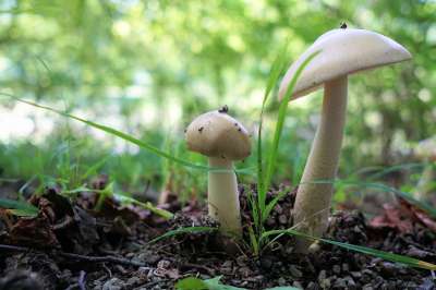 蘑菇 森林 自然 蘑菇采摘 关闭 森林蘑菇 湿的 树蘑菇