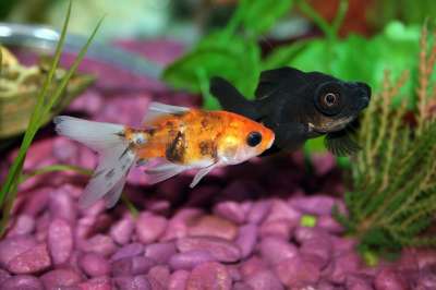 金鱼 鱼 水族馆 水下 鱼缸 水 热带 玻璃 玻璃 坦克