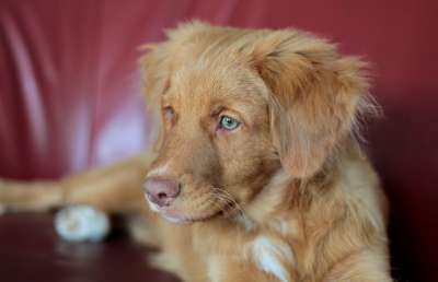 小狗 新斯科舍鸭收费猎犬 收银员 宠物 犬类 狗 动物