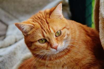 猫 宿醉 红色的 可爱的 鲭鱼 老虎 舒适 动物 家猫 毛皮