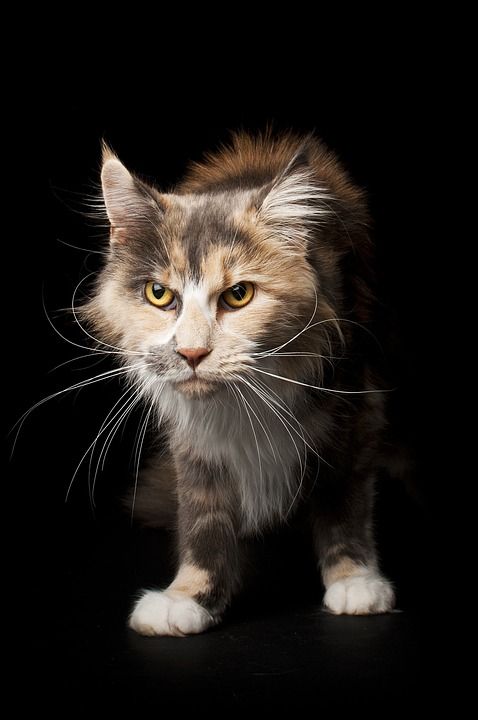 可爱 猫 动物 宠物