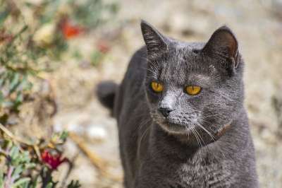 猫 吉祥物 眼睛 猫科动物 花朵 被驯服的