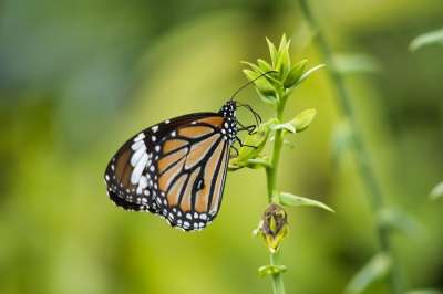 蝴蝶 泰国 老虎条纹的 Danaus Genutia