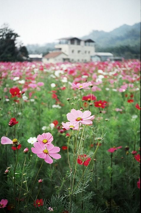 花朵 春天 宇宙 原野 植物学 季节性 盛开 开花 自然