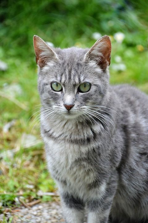 猫 猫科动物 可爱 哺乳动物 驯化 毛皮 老虎 动物 青年