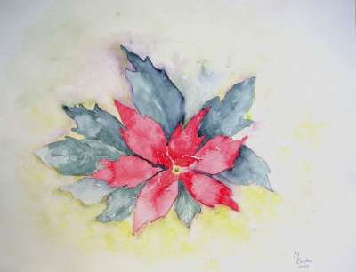 圣诞星 花 植物 绘画 图片 艺术 作画 染 艺术的 艺术家
