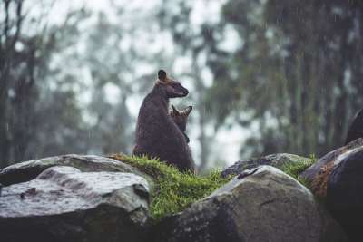 袋鼠 乔伊 岩石 下雨 雨量 雨 动物 有袋动物 哺乳动物