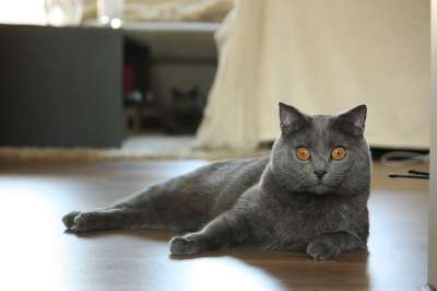 交易所Chartreux 猫 动物 家畜 迦太基