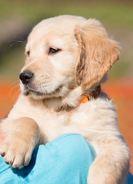 狗 小狗 金毛猎犬 年轻 纯种狗 在免费 户外 家畜