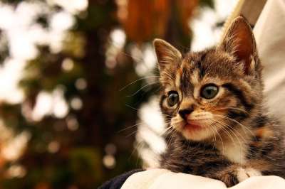 猫 小猫咪 动物 吉祥物