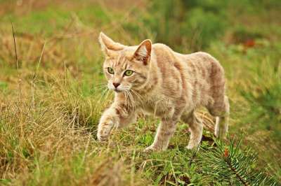 猫 小猫 虎猫 草 家畜 鲭鱼