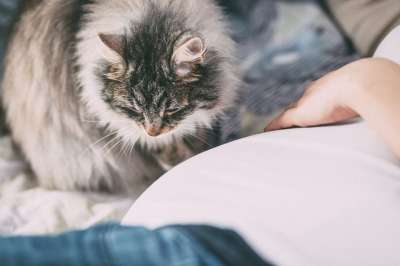 动物 人们 过敏 婴儿 腹部 出生 猫 孩子 分娩 危险