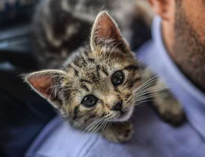 小猫 猫 宠物 动物 基蒂 国内的 年轻 毛皮 肖像 小的