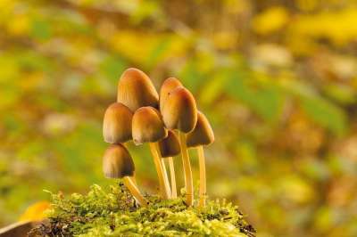 云母墨蘑菇帽 蘑菇 落下 树蘑菇 苔藓 森林 自然