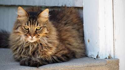 猫 肖像 小猫 可爱的 动物 猫科动物 蓬松的 宠物 猫的眼睛