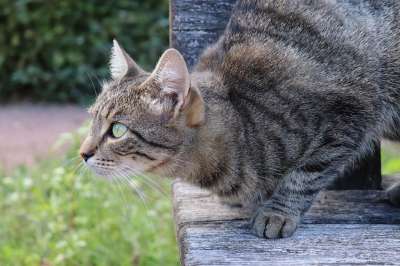 猫 猫科动物 老虎 灰色 哺乳动物 可爱 毛皮 驯化 肖像
