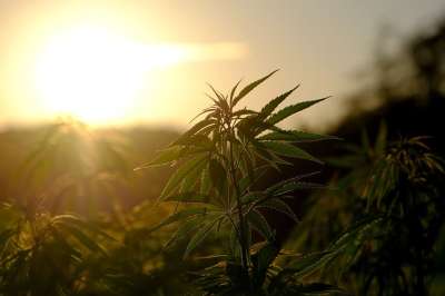 麻 植物 大麻 自然 麻场 树叶 情绪 照明心情 逆光 日落