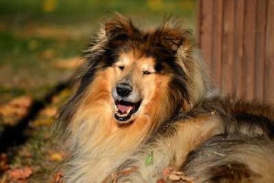牧羊犬 粗糙牧羊犬 狗 动物 种族 动物肖像 鼻子 毛皮 亲爱的