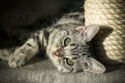 小猫 英国短毛猫 家畜 猫 家猫 可爱的 猫孩子 猫宝宝 宿醉