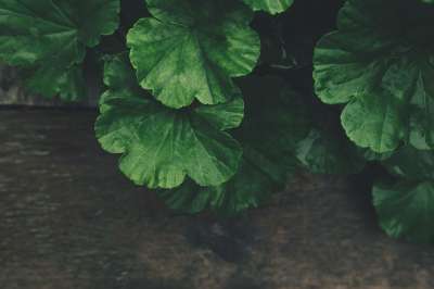 树叶 植物 叶子 绿色 绿色的树叶 绿色的叶子 自然 有天赋的人