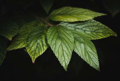 树叶 绿色 植物 自然 叶子 特写 树叶 树叶 树叶 树叶