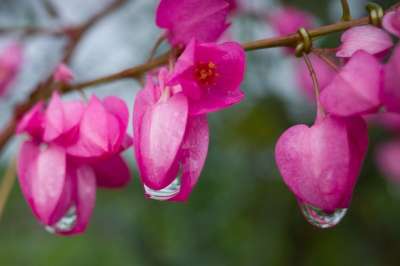 老虎花 雨滴 粉色的 开花 自然 特写 宏 植物 分支 花园