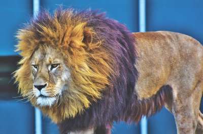 狮子 大猫 捕食者 野生动物 男性 鬃毛 野猫 食肉动物 危险的