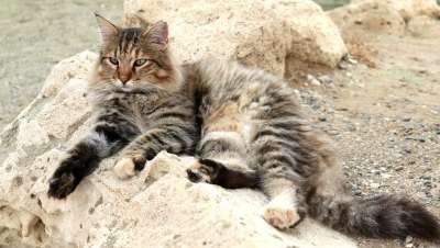 猫 动物 长发 家猫 家畜 鲭鱼 太阳 海滩 自然 毛皮