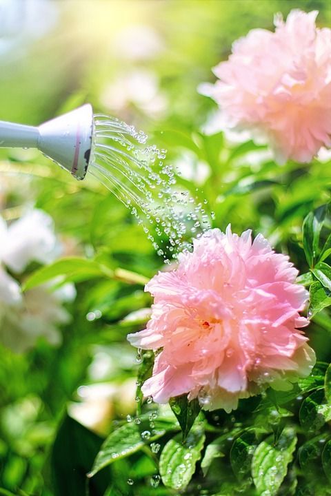 浇水 花朵 牡丹 粉色的 喷壶 自然 植物 花的 花园 夏天