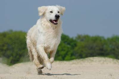 金毛猎犬 玩 狗 毛皮 阳光明媚 海滩