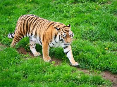 老虎 大猫 猫 野生动物 食肉动物 哺乳动物 动物 猎人 捕食者