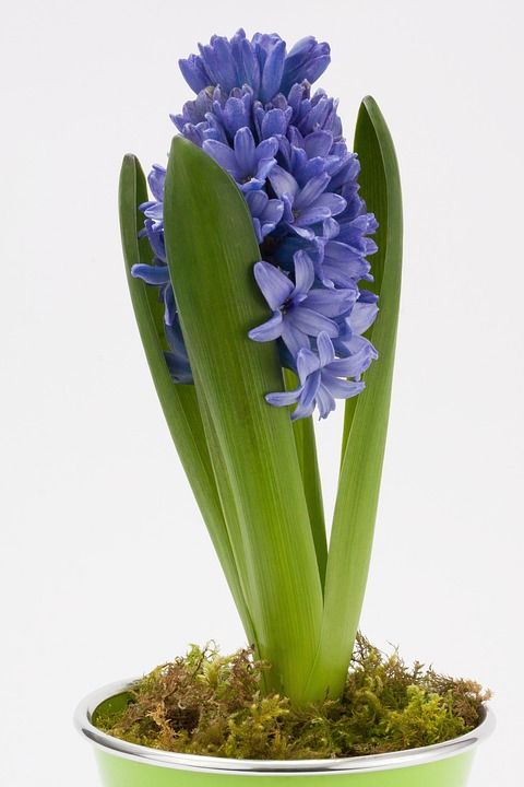 风信子 花园风信子 天门冬科 芦笋 花 春天 植物 蓝色的 香味