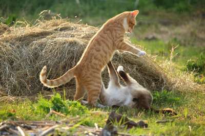 猫 小猫 宿醉 红虎斑 红猫 暹罗 猫打架 小猫 猫打架