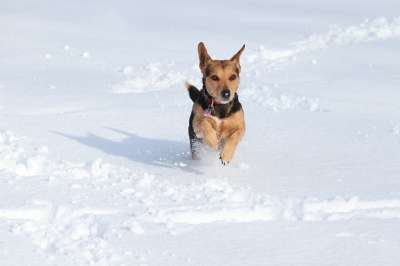狗 雪 跑步 玩 敏捷 乐趣 冬天 野生动物 寒冷的 下雪的