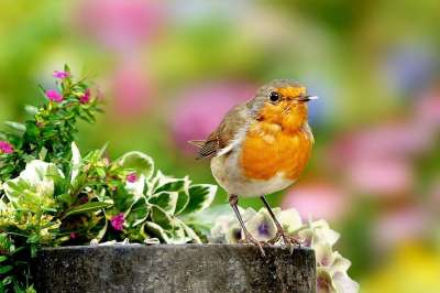 动物 鸟 鸣禽 知更鸟 Erithacus Rubecula 小的
