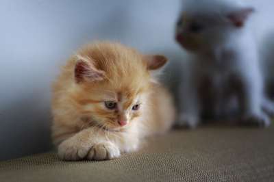 猫 白色的 毛茸茸的金发女郎 伤心 可爱的 肖像 在水 小的