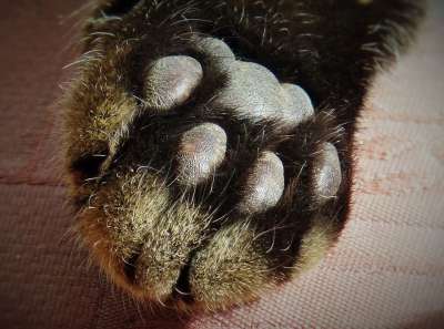 爪子 猫的爪子 爪子印 毛皮 蓬松的 家猫 动物 关闭 猫