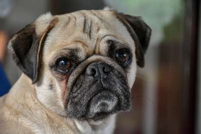 哈巴狗 狗 犬类 宠物 动物 国内动物 哺乳动物
